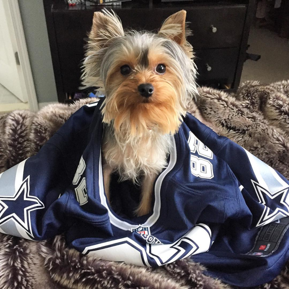 Little Yorkshire Terrier Purebred Pup