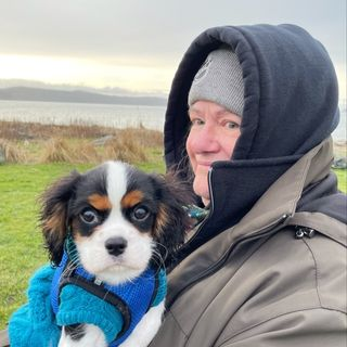 Friendly Cavalier King Charles Spaniel Baby