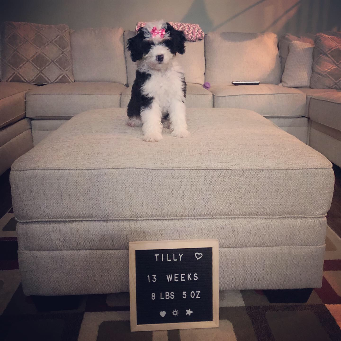 Mini Bernedoodle Puppy for Adoption