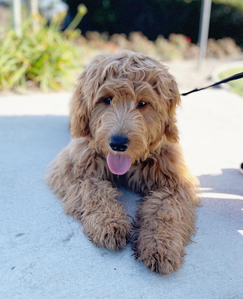 Small Mini Goldendoodle Pup