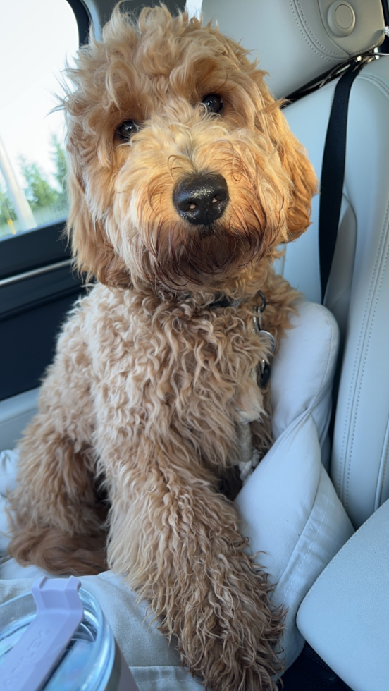 Cute Mini Goldendoodle Pup in