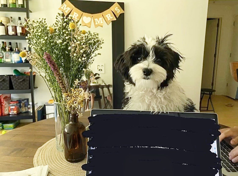 New York Havanese Pup