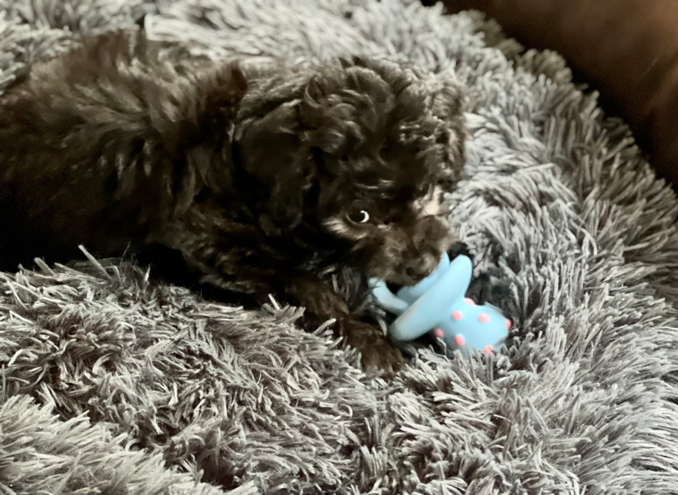 Happy Mini Aussiedoodle Pup in Jonesborough TN