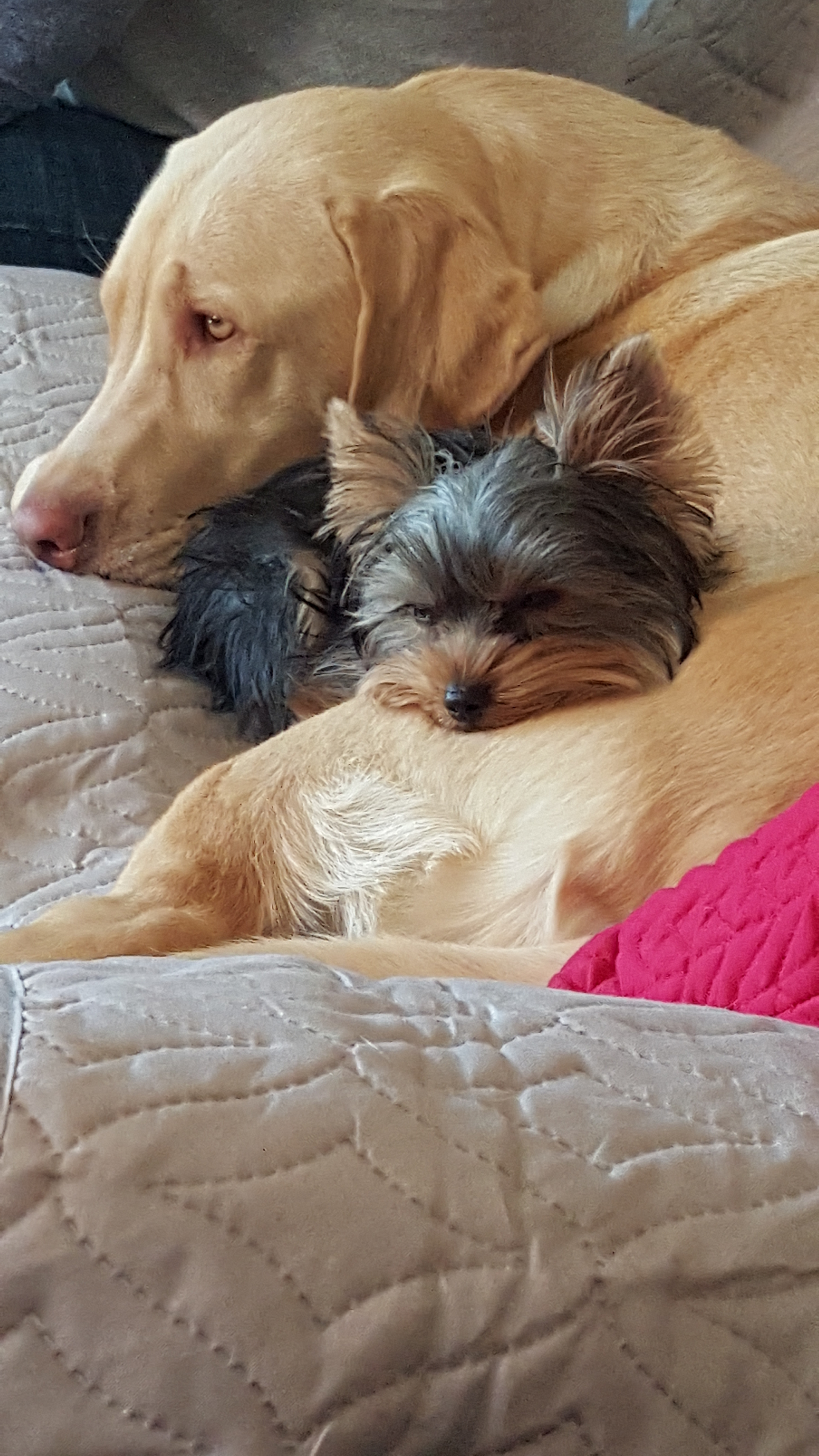 Small Morkie Baby