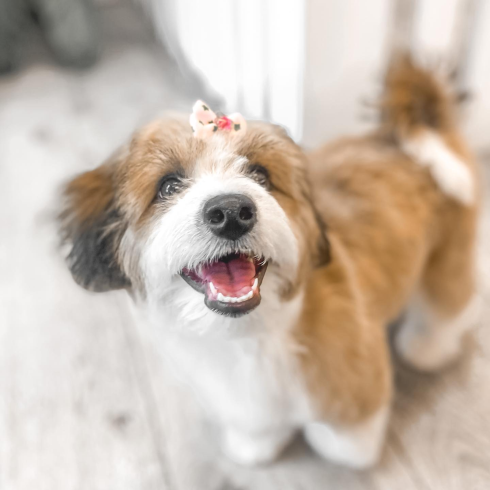 Fluffy Aussiechon Designer Pup