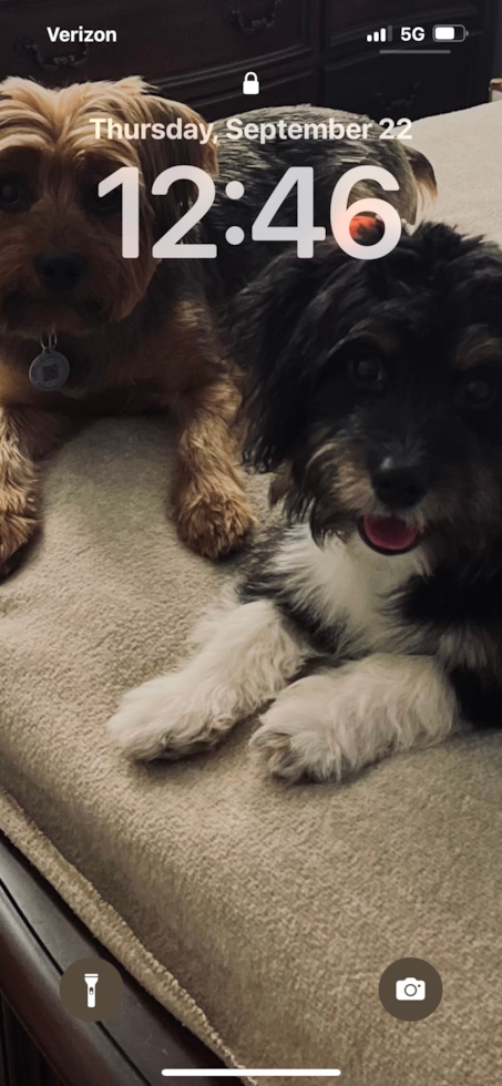 Fluffy Mini Aussiedoodle Poodle Mix Pup