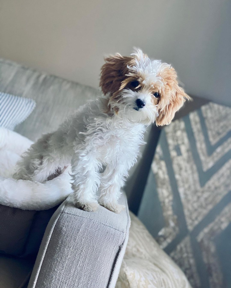 Adorable Maltepoo Poodle Mix Pup