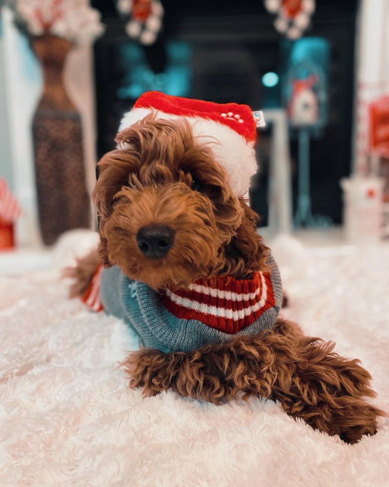 Fluffy Mini Goldendoodle Poodle Mix Pup