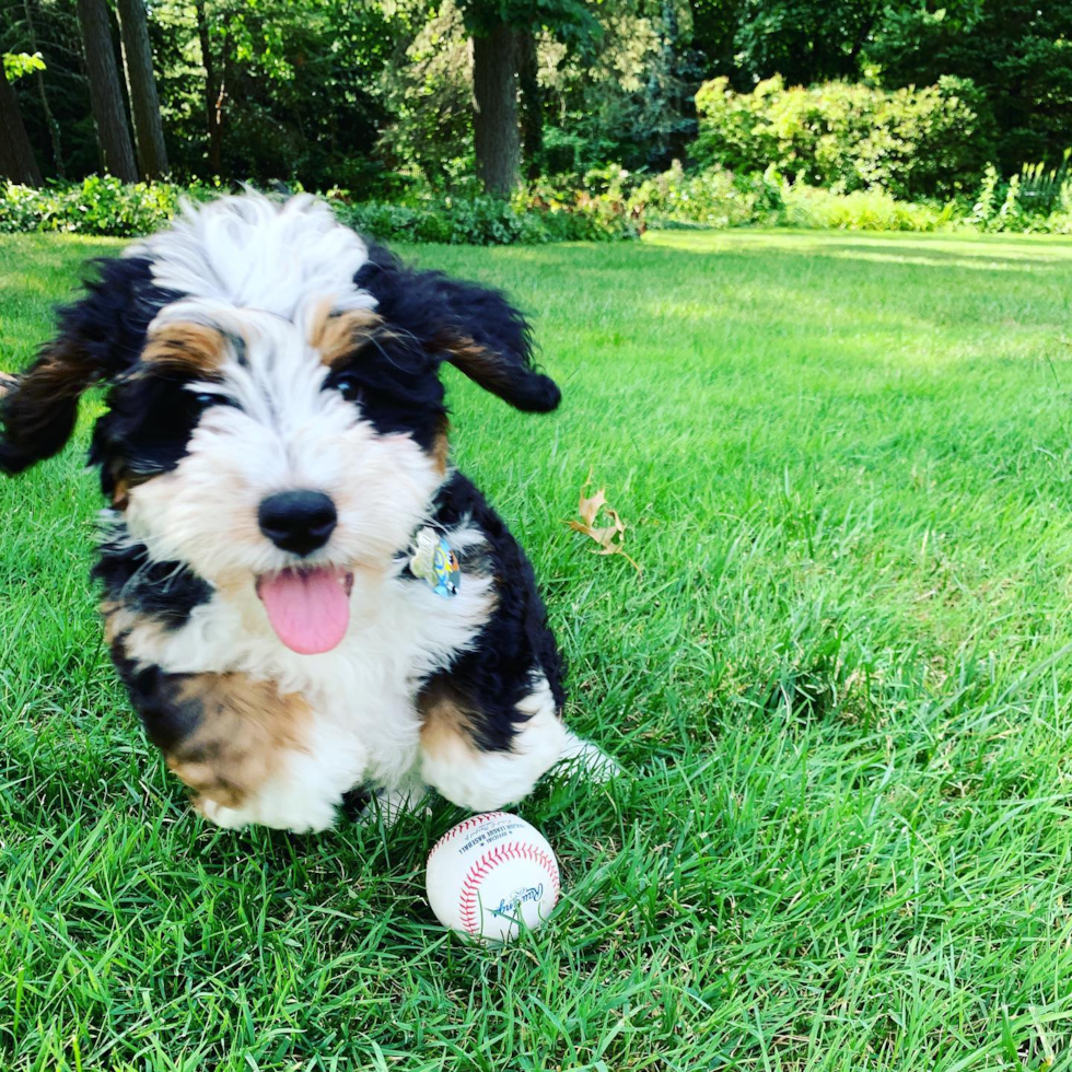 BLOOMFIELD HILLS Mini Bernedoodle Pup