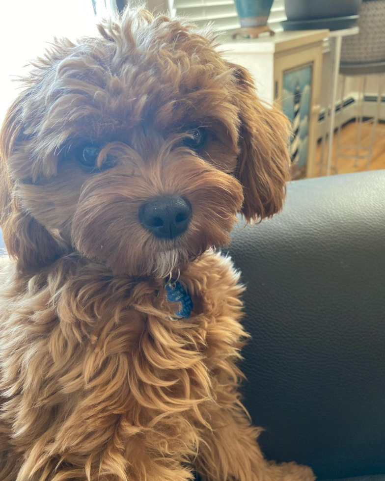 Happy Cavapoo Pup