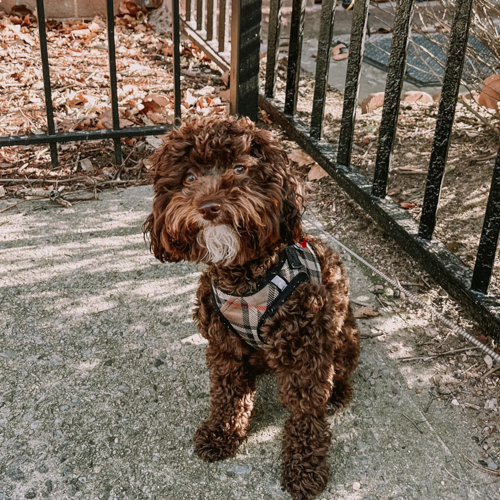 Poodle Being Cute