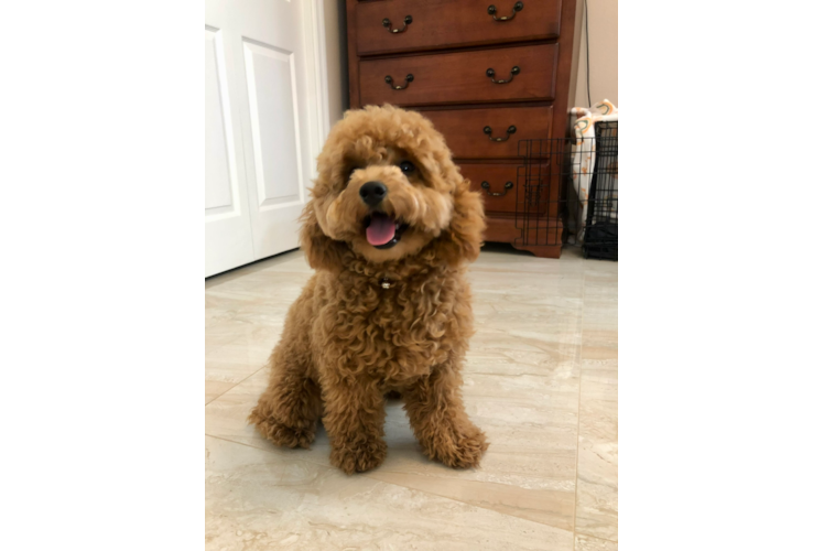 Sweet Mini Goldendoodle Baby