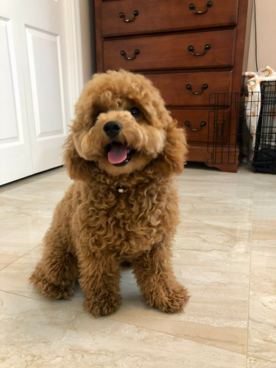 Fluffy Mini Goldendoodle Poodle Mix Pup