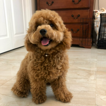 Fluffy Mini Goldendoodle Poodle Mix Pup