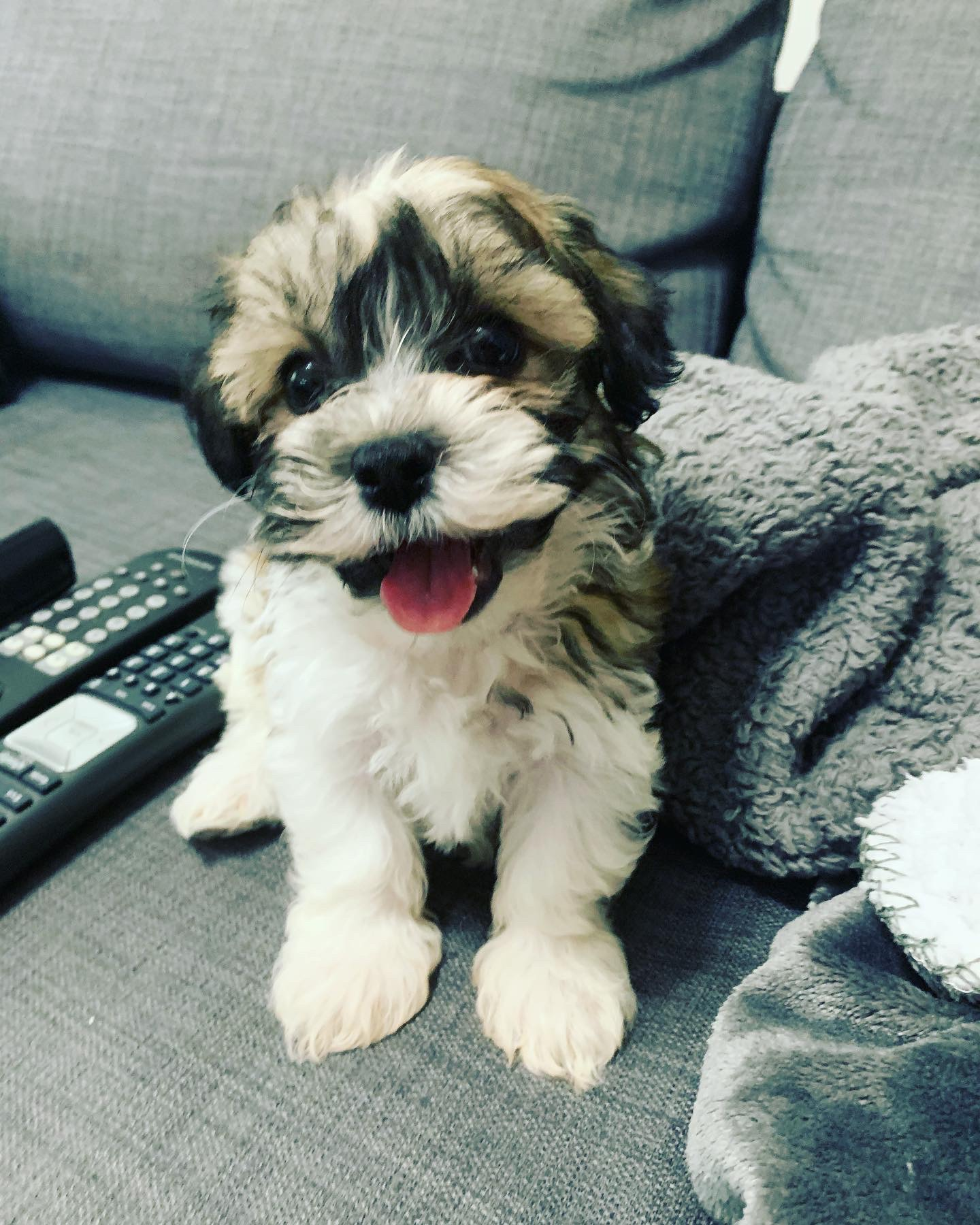 Fluffy Teddy Bear Designer Pup
