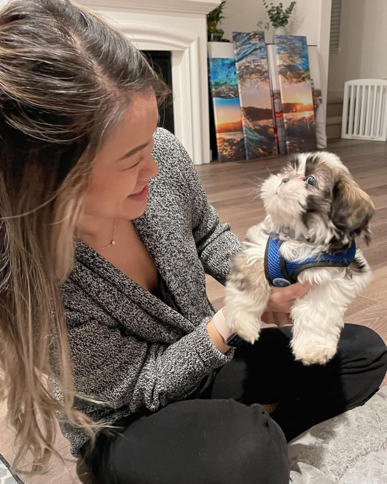 San Jose Shih Tzu Pup