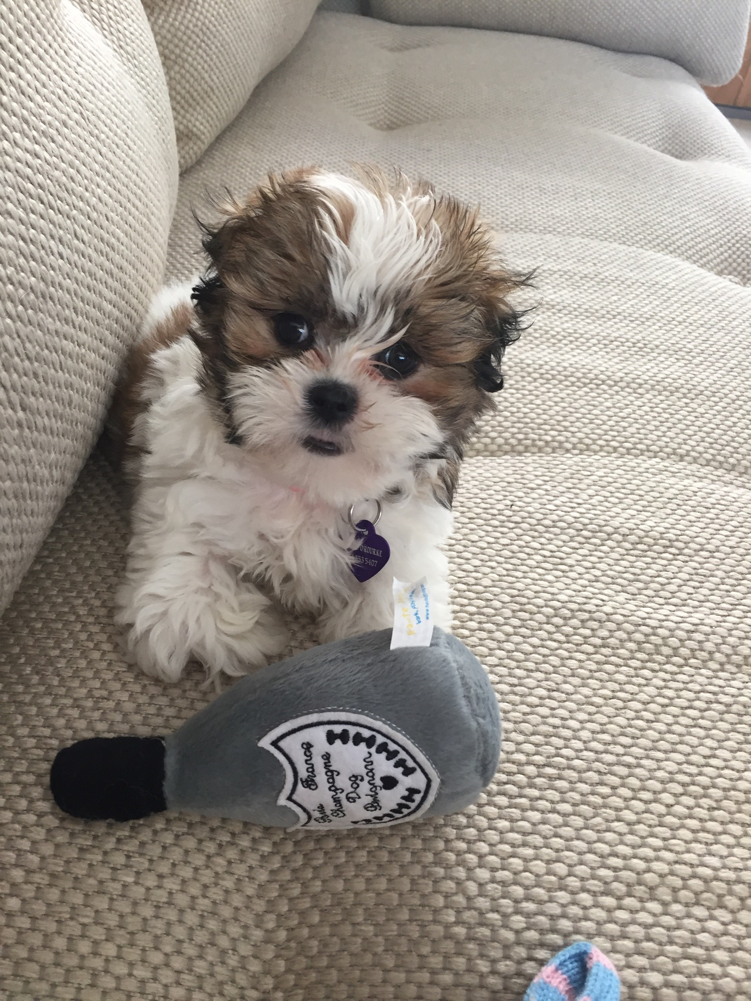 Teddy Bear Puppy for Adoption