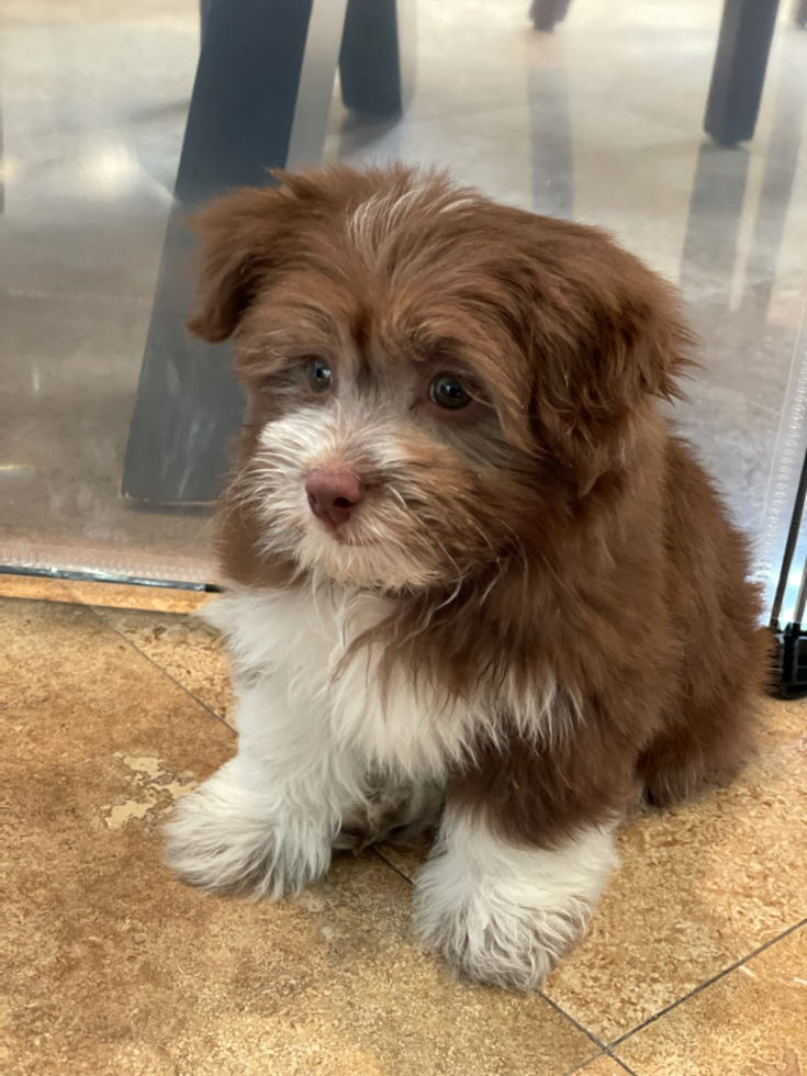 Friendly Havanese Pup