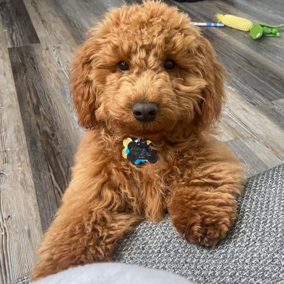 Hypoallergenic Golden Retriever Poodle Mix Pup