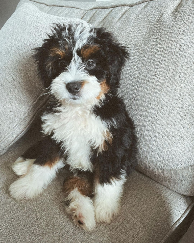 Happy Mini Bernedoodle Pup in Franklin MI