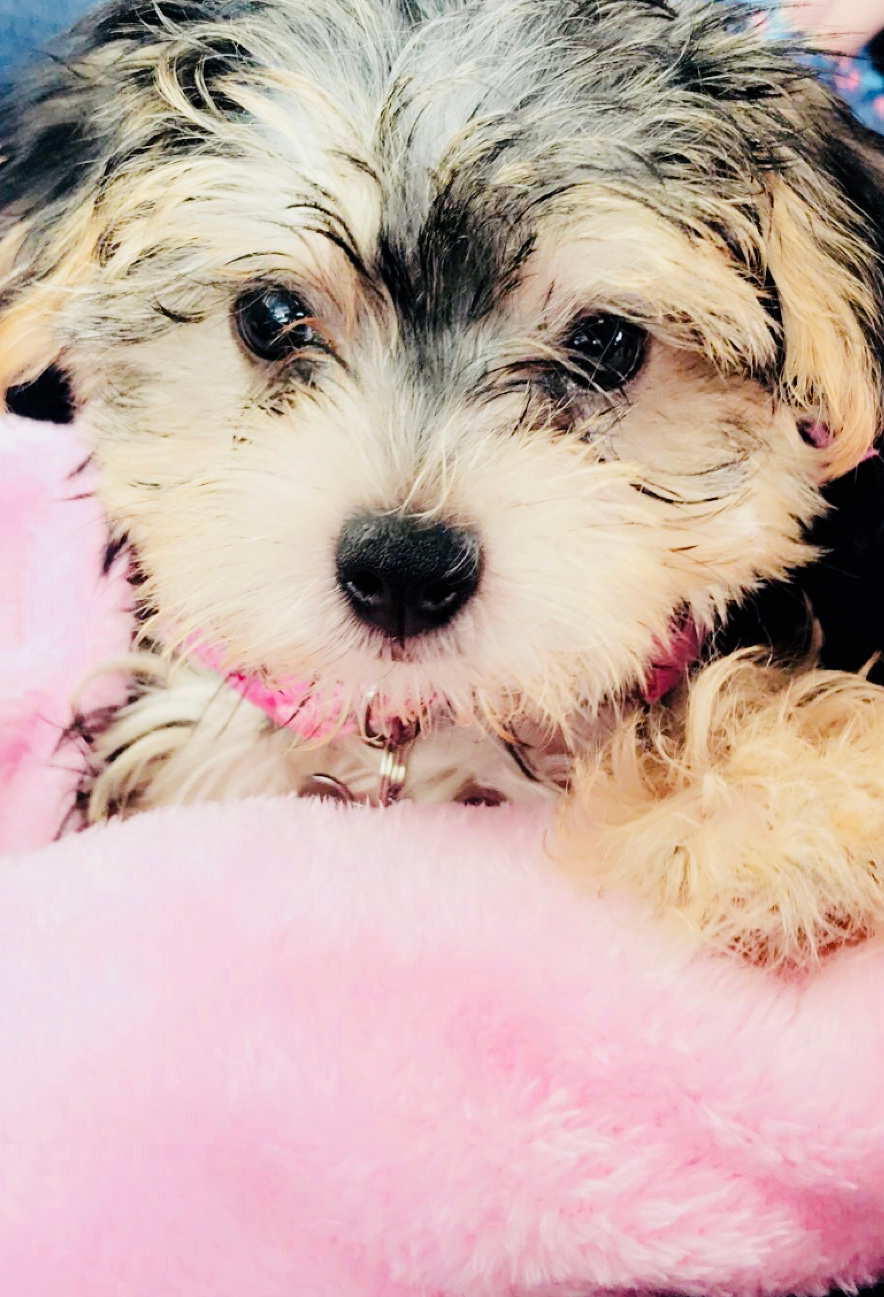 Hypoallergenic Yorkie Designer Puppy