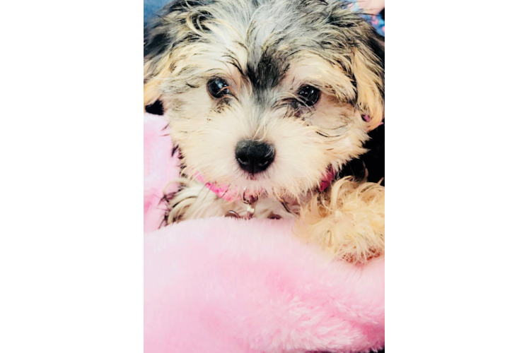 Hypoallergenic Yorkie Designer Puppy