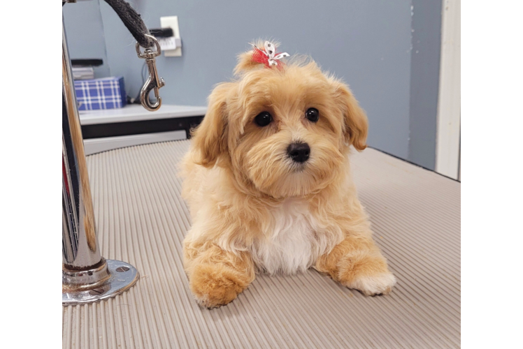 Maltipoo Puppy for Adoption