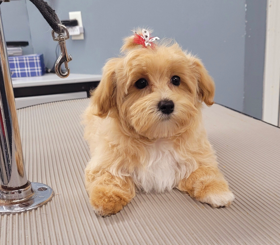 Maltipoo Pup