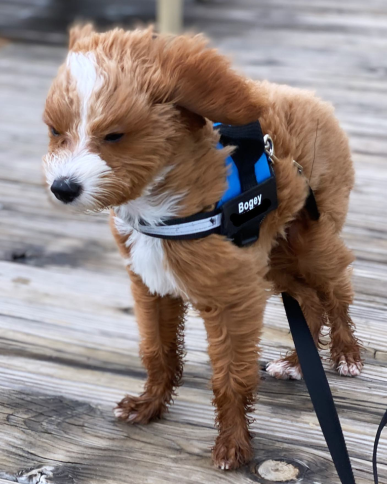 Petite Cavapoo Poodle Mix Pup