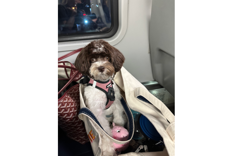 Meet Winnie - our Havapoo Puppy Photo  1/3 - Premier Pups Petite Havapoo Poodle Mix Pup