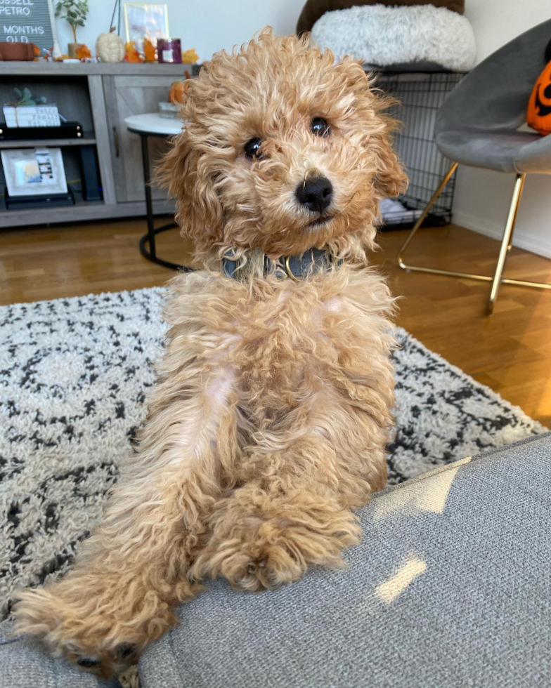 Friendly Mini Goldendoodle Pup in New York NY