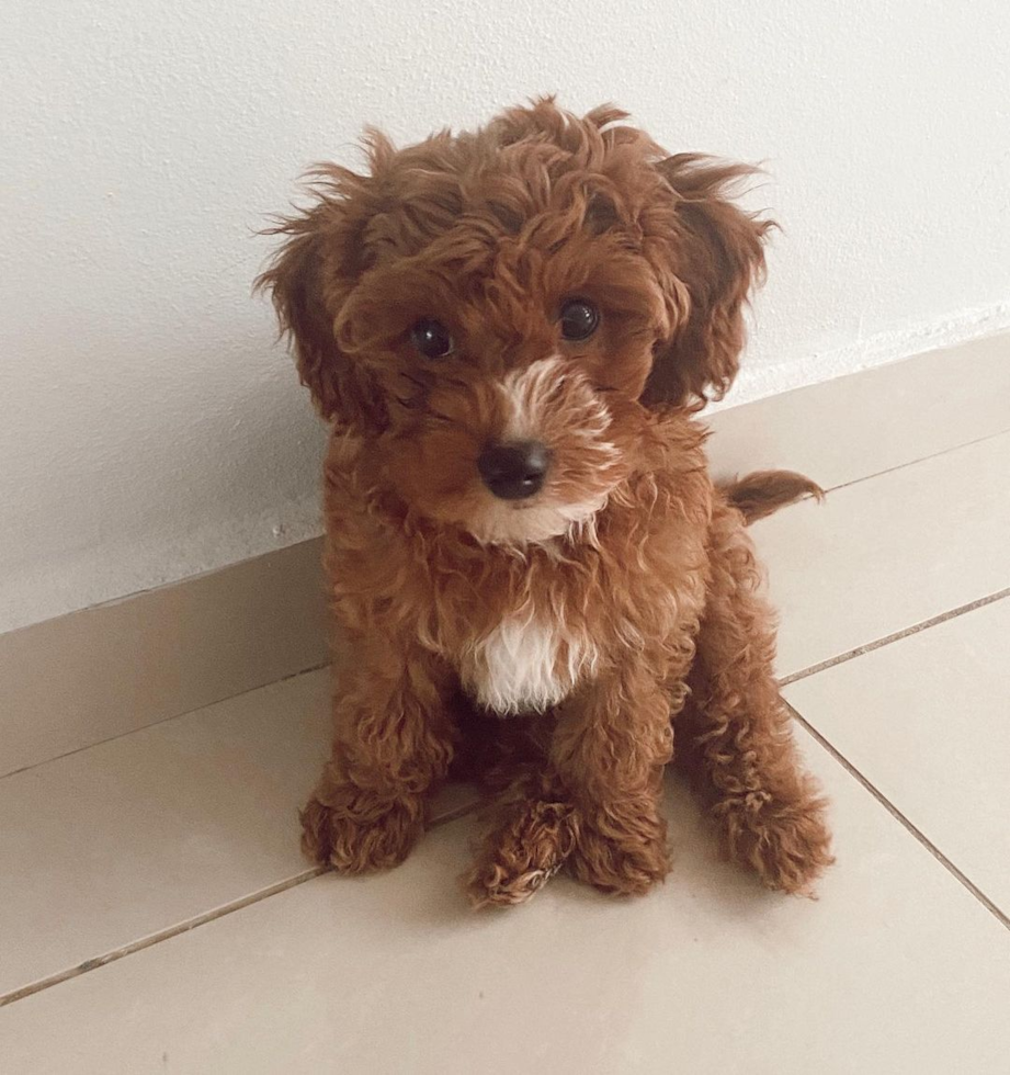 Playful Cavoodle Poodle Mix Pup