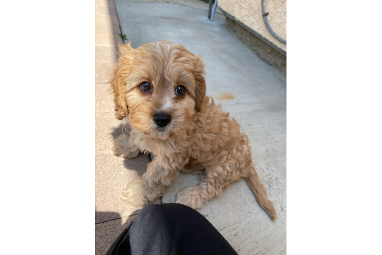 Best Cavapoo Baby