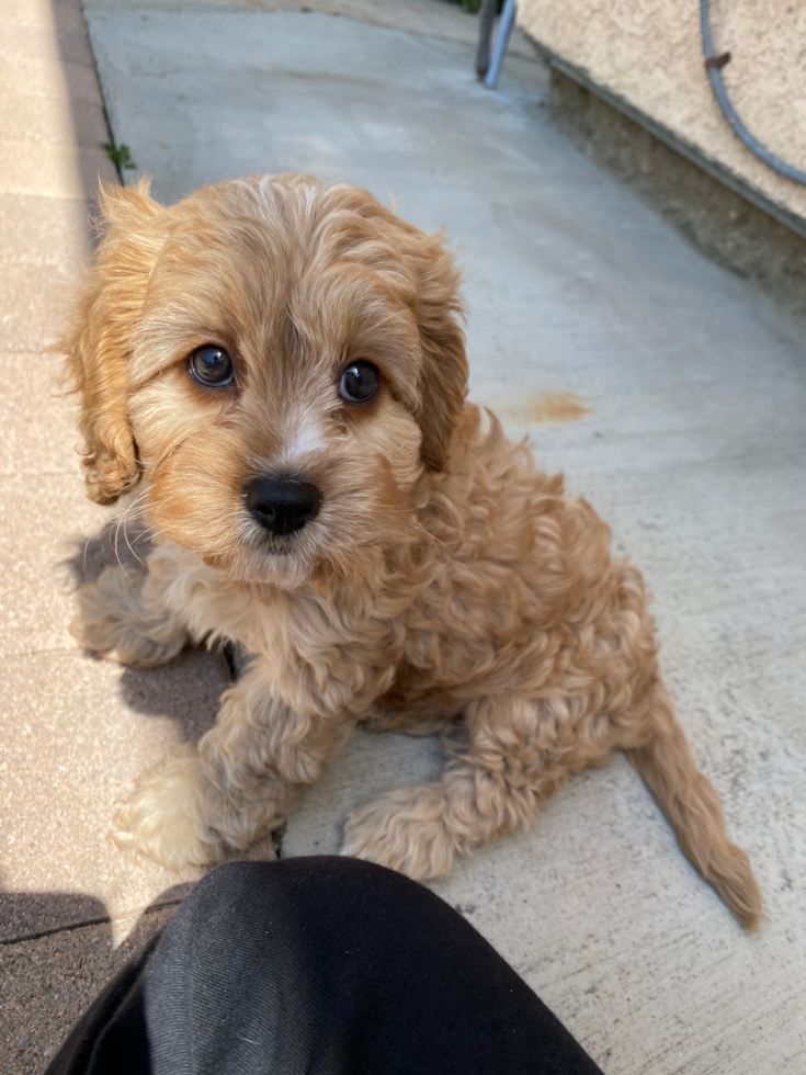 Vashon Cavapoo Pup