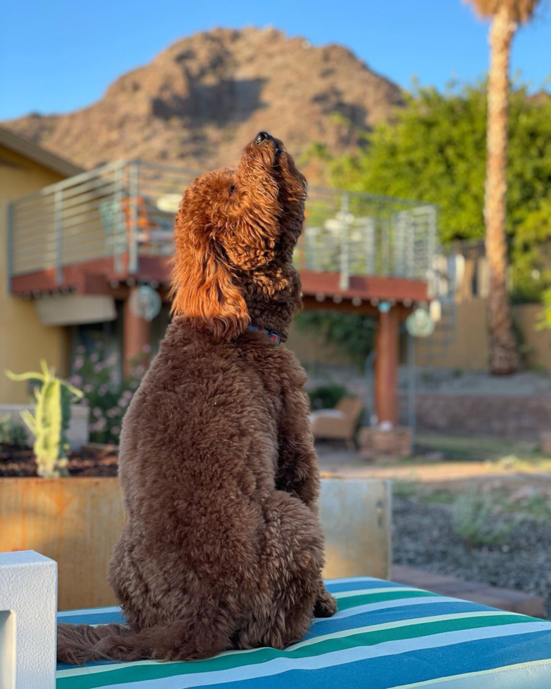 Phoenix Mini Goldendoodle Pup