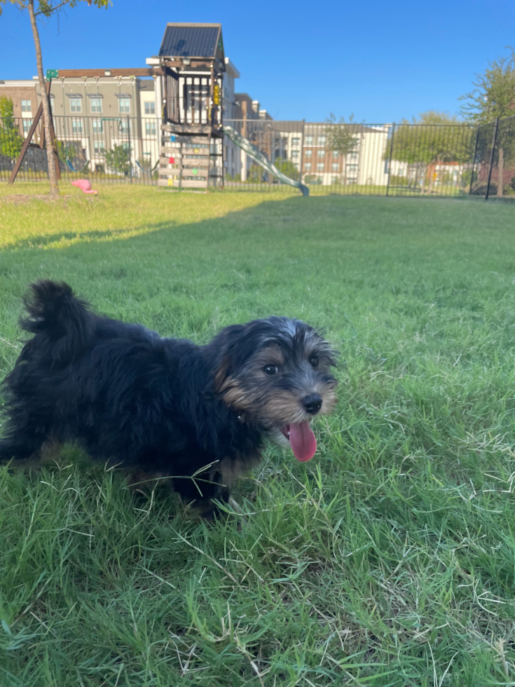 Friendly Yorkie Poo Pup in