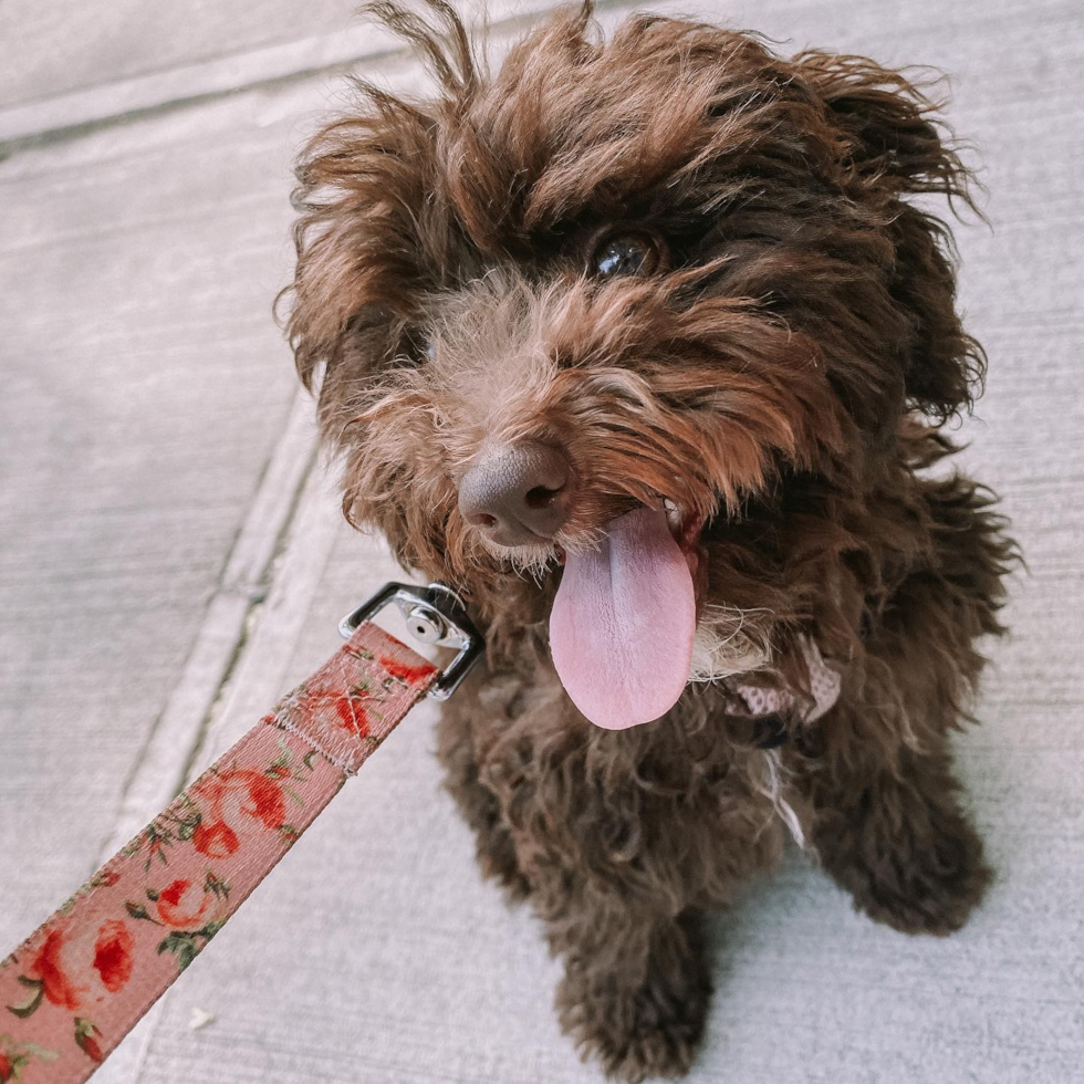 Funny Poodle Pup