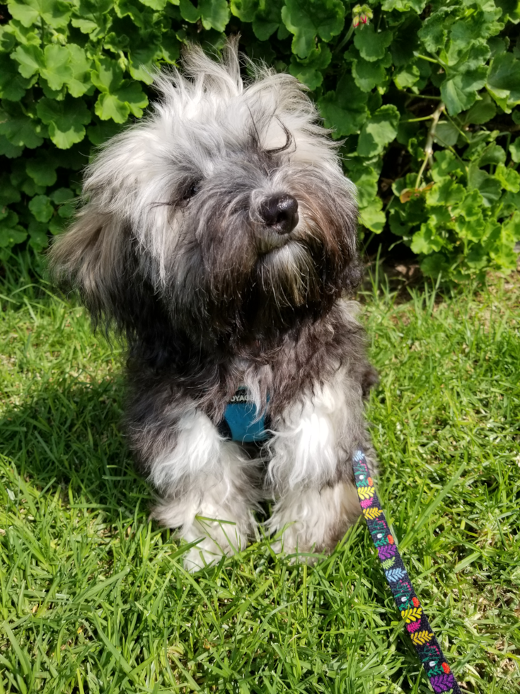 Havanese Pup