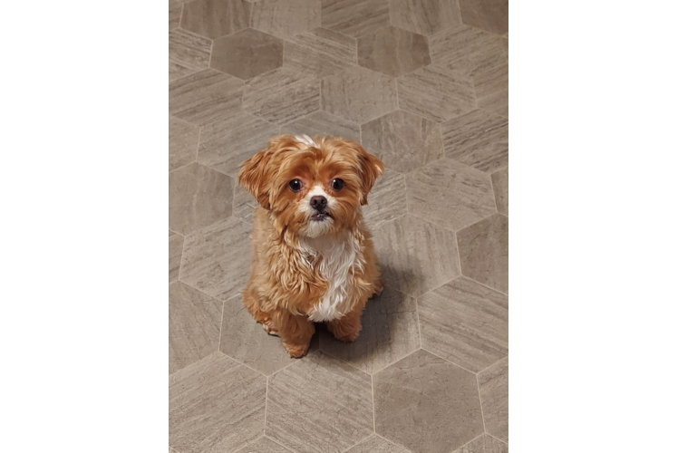 Smart Shih Poo Poodle Mix Pup