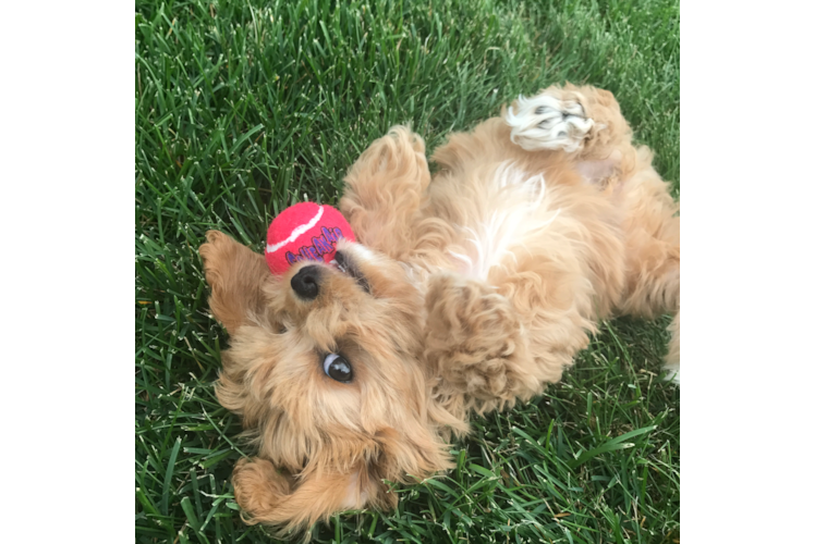 Best Cavapoo Baby