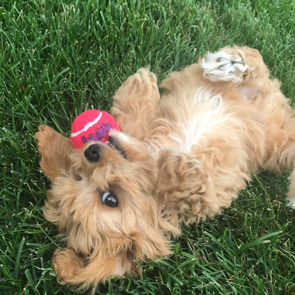 Happy Cavapoo Pup in Sterling Heights MI