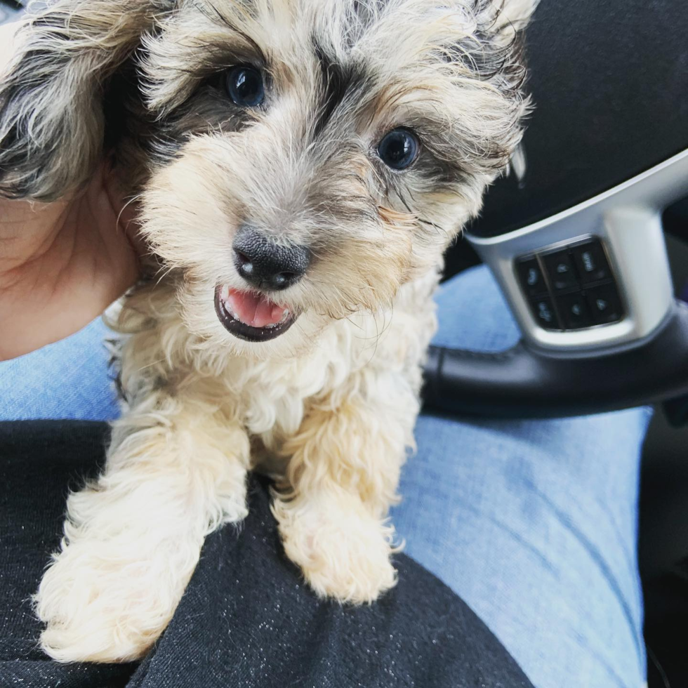 Zanesville Mini Aussiedoodle Pup