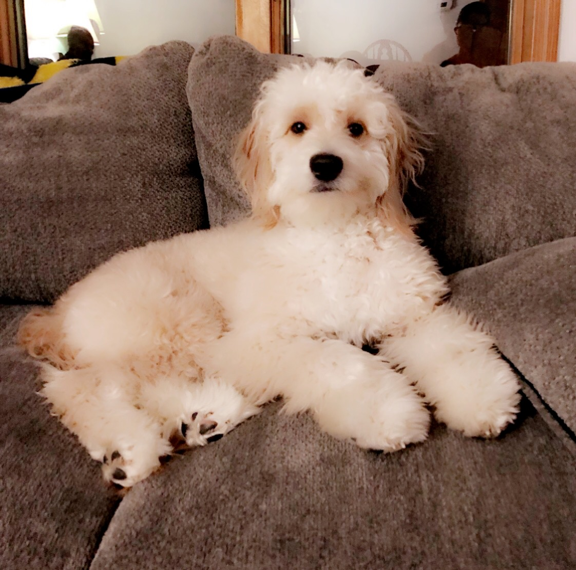 Mini Goldendoodle Puppy for Adoption