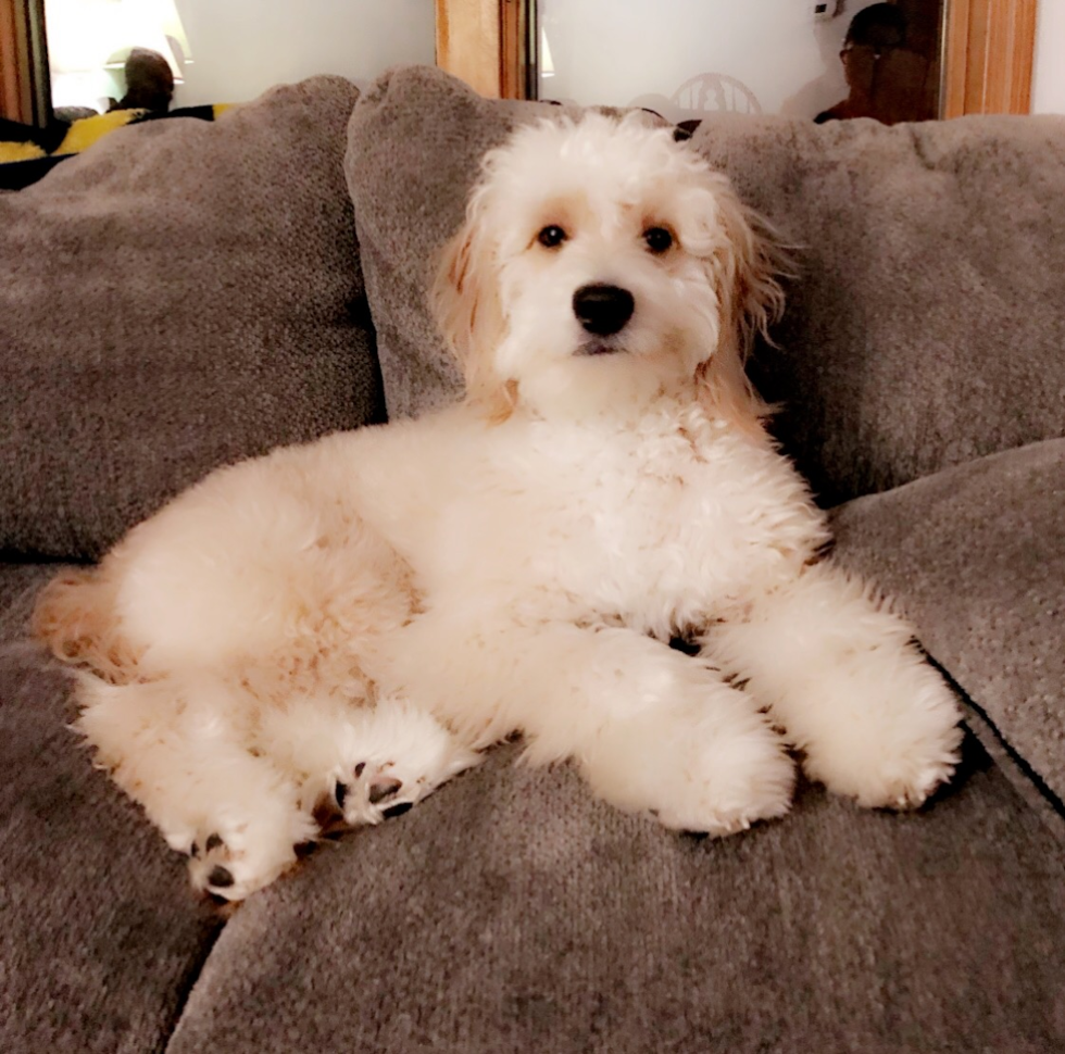 Energetic Golden Retriever Poodle Mix Pup