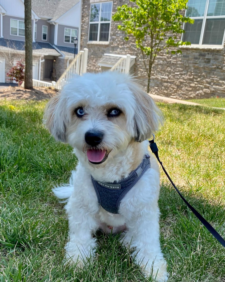 FLORHAM PARK Aussiechon Pup