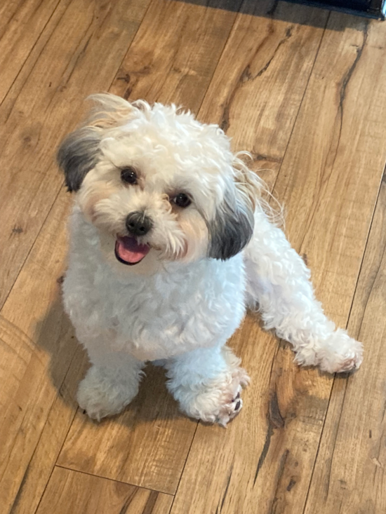 Happy Shih Poo Pup in