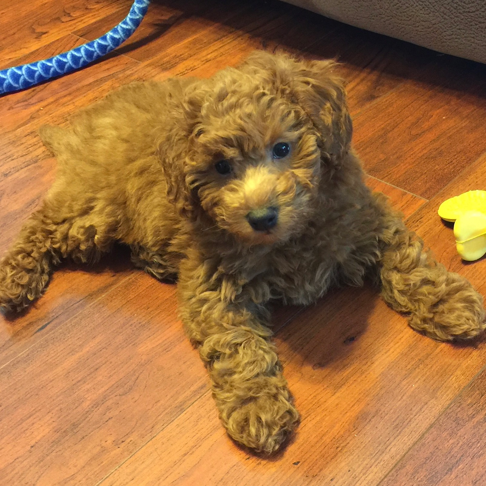 Cute Mini Goldendoodle Baby