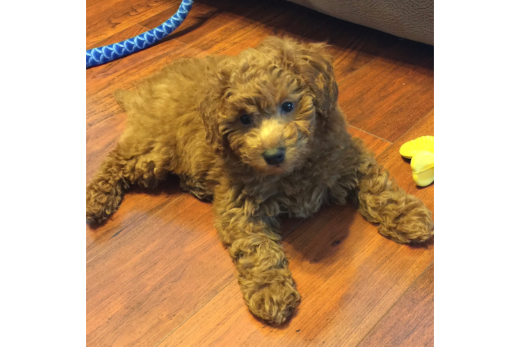 Cute Mini Goldendoodle Baby