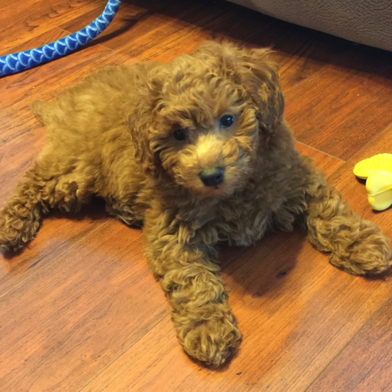 Mini Goldendoodle