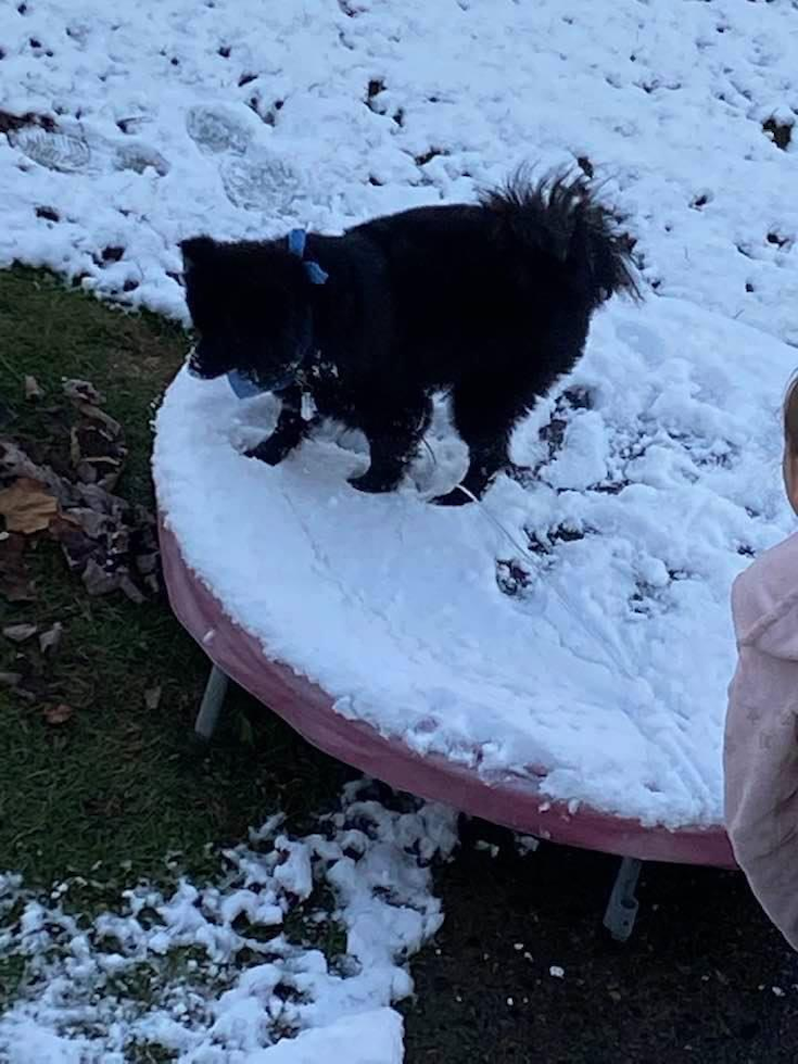 Playful Pomeranian Pup